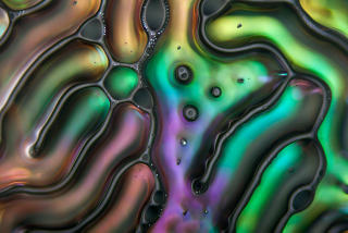 Illustration for article titled Science Photographer Reveals Beauty of the Microscopic World